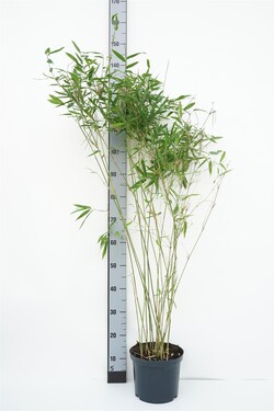 Bambukaitis blizgusis  (Lot Fargesia nitida) 'Winterjoy' C5/P23 60-100 CM