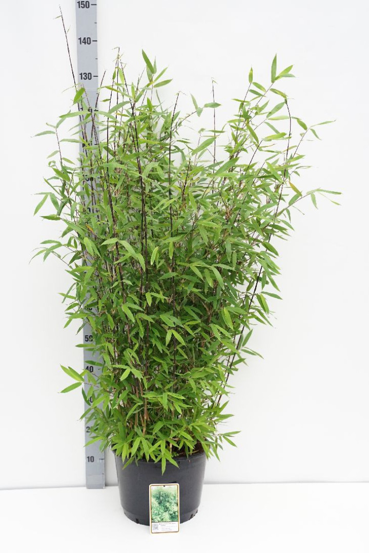 Blizgusis bambukaitis (Lot Fargesia nitida) 'Winterjoy' C10 80-100 CM | BAMBUKAI | SMILGOS - VARPINIAI AUGALAI