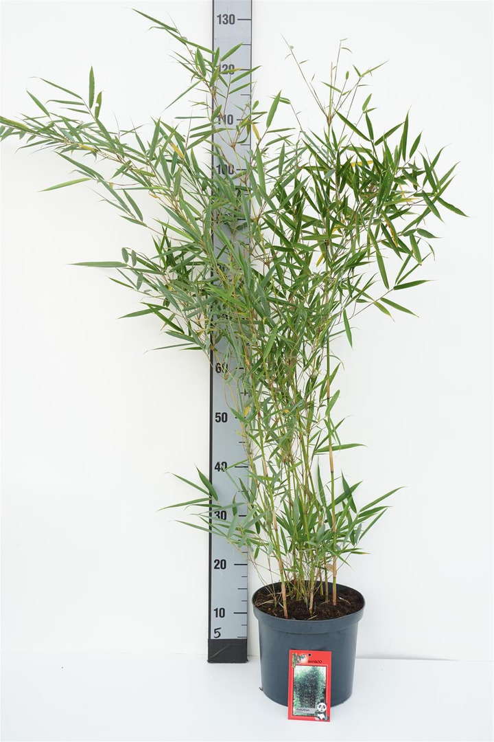 Bambukaitis robusta (Lot Fargesia robusta) 'Campbell' C5/P23 60-100 CM