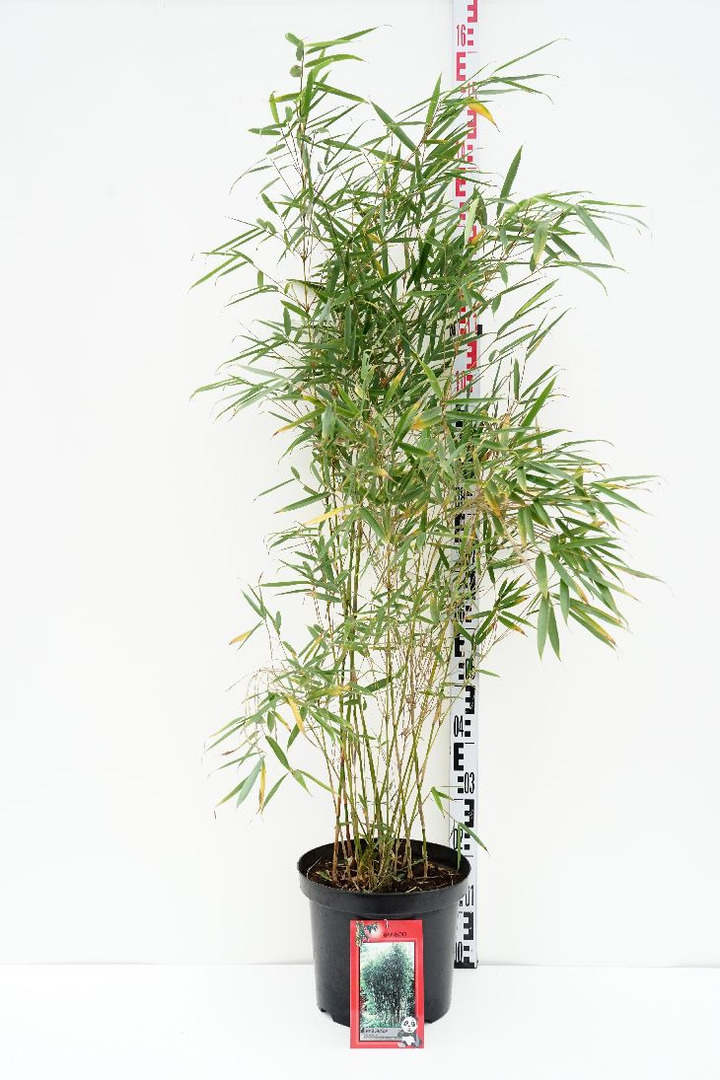 Bambukaitis robusta (Lot Fargesia robusta) 'Campbell' C10 100-125 CM | BAMBUKAI | SMILGOS - VARPINIAI AUGALAI
