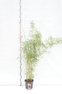 Bambukaitis robusta (Lot Fargesia robusta) 'Campbell' C10 125-150 CM | BAMBUKAI | SMILGOS - VARPINIAI AUGALAI