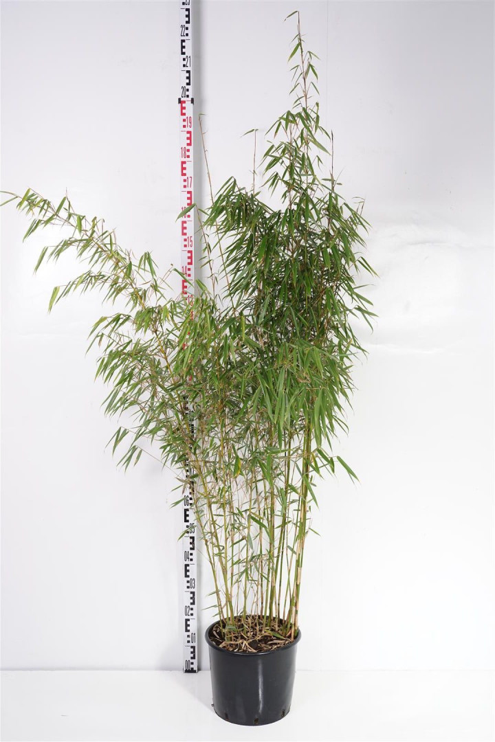 Bambukaitis robusta (Lot Fargesia robusta) 'Campbell' C15 150-175 CM | BAMBUKAI | SMILGOS - VARPINIAI AUGALAI