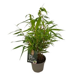 Bambukaitis rob. (Lot Fargesia rob.) 'Formidable' C1,5/P14 30-40 CM