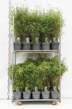 Fargesia MIX (Lot Fargesia in)  C10 80-100 CM 2x5 'Formidable' & rufa & 1x10 'Angustissima'