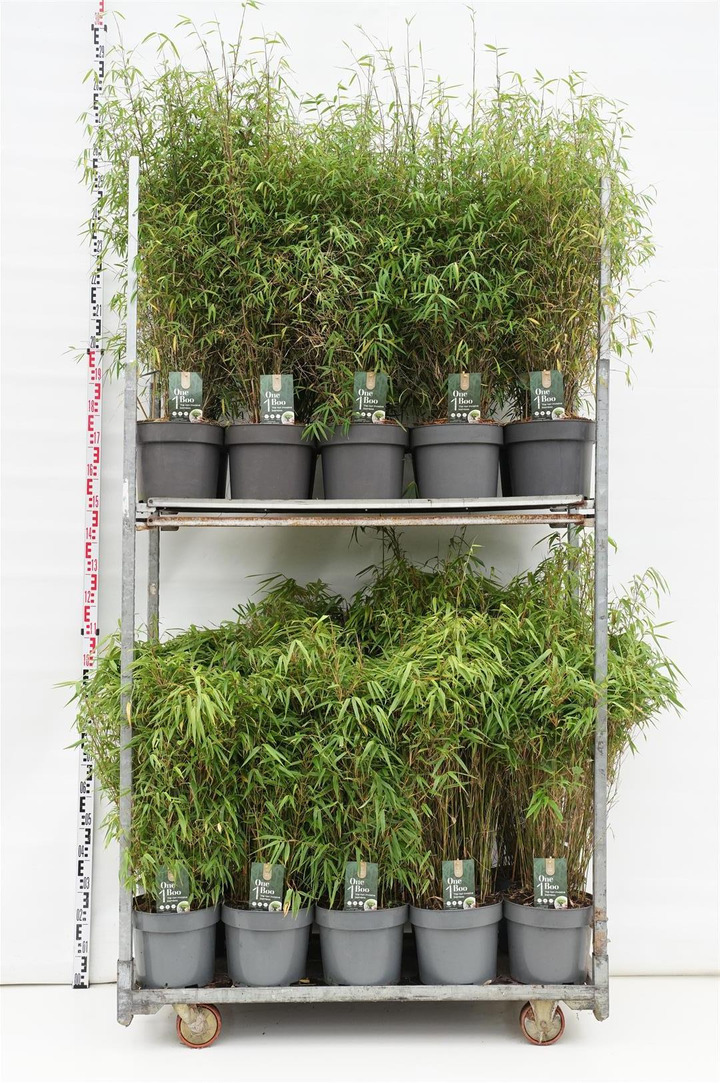 Fargesia MIX (Lot Fargesia in)  C10 80-100 CM 2x5 'Formidable' & rufa & 1x10 'Angustissima'