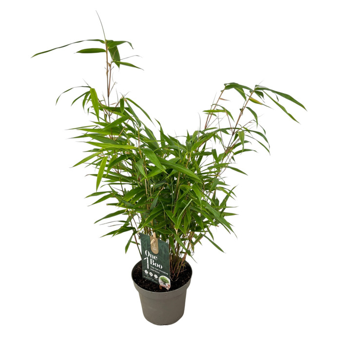 Bambukaitis robusta (Lot Fargesia robusta) 'Pingwu' C1,5/P14 30-40 CM