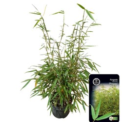Bambukaitis robusta (Lot Fargesia robusta) 'Pingwu' C5/P23 60-80 CM | BAMBUKAI | SMILGOS - VARPINIAI AUGALAI