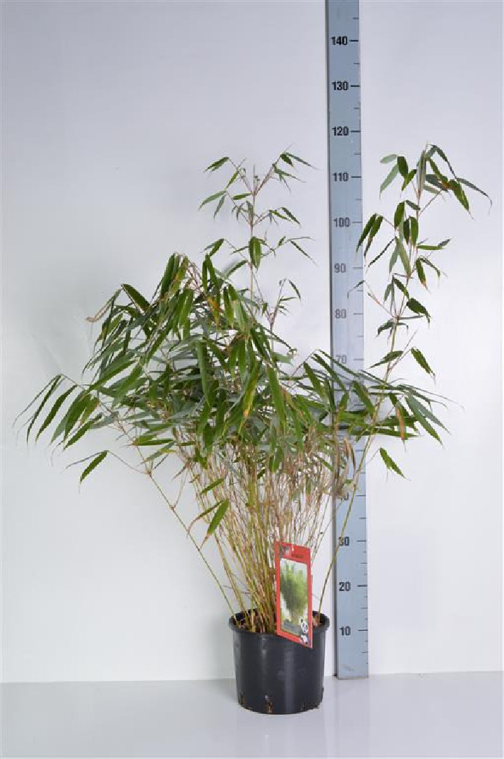 Bambukaitis robusta (Lot Fargesia robusta) 'Pingwu' C15 150-175 CM | BAMBUKAI | SMILGOS - VARPINIAI AUGALAI