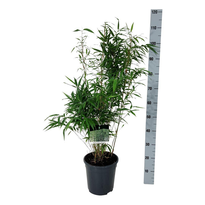 Bambukaitis rob. (Lot Fargesia rob.) 'Wenchuan' C6,5/P24 60-80 CM | BAMBUKAI | SMILGOS - VARPINIAI AUGALAI