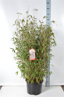 Bambukaitis (Lot Fargesia) 'Red Zebra' C15 80-100 CM - nuotrauka 2