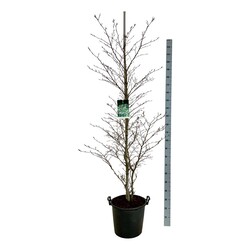 Bukas paprastasis (Lot Fagus syl.) 'Aspleniifolia' C30 175-200CM EXTRA