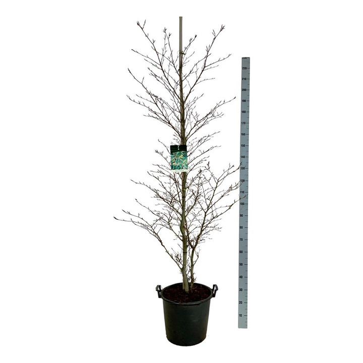 Bukas paprastasis (Lot Fagus syl.) 'Aspleniifolia' C30 175-200CM EXTRA