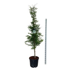 Bukas paprastasis (Lot Fagus syl.) 'Aspleniifolia' C55 225-250 CM EXTRA