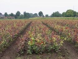 Bukas paprastasis (Lot Fagus syl.) 'Atropunicea' 1+2 60-80 CM