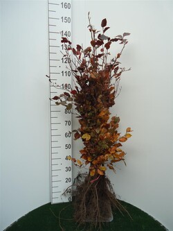Bukas paprastasis (Lot Fagus syl.) 'Atropunicea' 1+2 80-100 CM