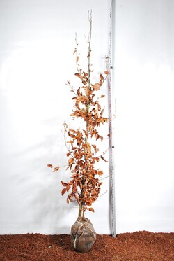 Bukas paprastasis (Lot Fagus syl.) 'Atropunicea' 175-200 CM RB