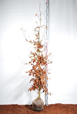 Bukas paprastasis (Lot Fagus syl.) 'Atropunicea' 200-225 CM RB | BUKAI | MEDŽIAI
