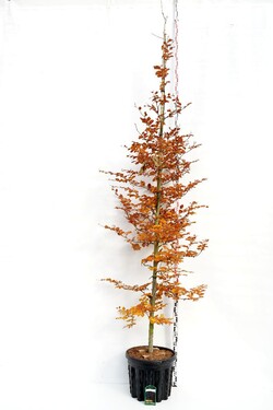 Bukas paprastasis (Lot Fagus syl.) 'Atropunicea' C50 KOTO APIMTIS 10-12 CM | BUKAI | MEDŽIAI