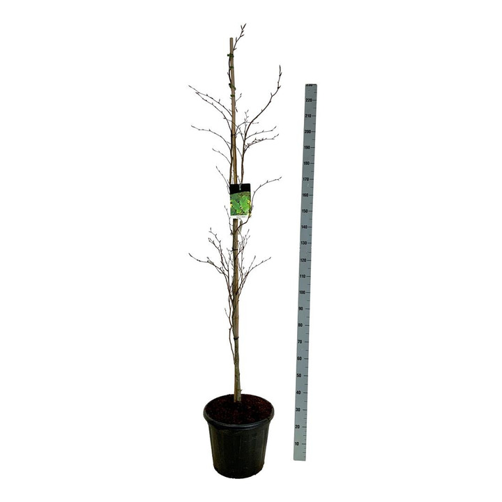 Bukas paprastasis (Lot Fagus syl.) 'Dawyck' C30 175-200CM EXTRA