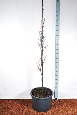 Bukas paprastasis (Lot Fagus syl.) 'Dawyck' C30 175-200CM EXTRA - nuotrauka 2