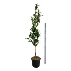 Bukas paprastasis (Lot Fagus syl.) 'Dawyck' C55 225-250 CM EXTRA - nuotrauka 2