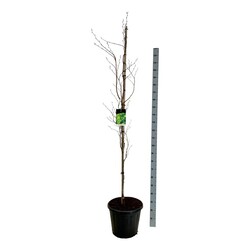 Bukas paprastasis (Lot Fagus syl.) 'Dawyck Gold' C30 175-200CM EXTRA - nuotrauka 1