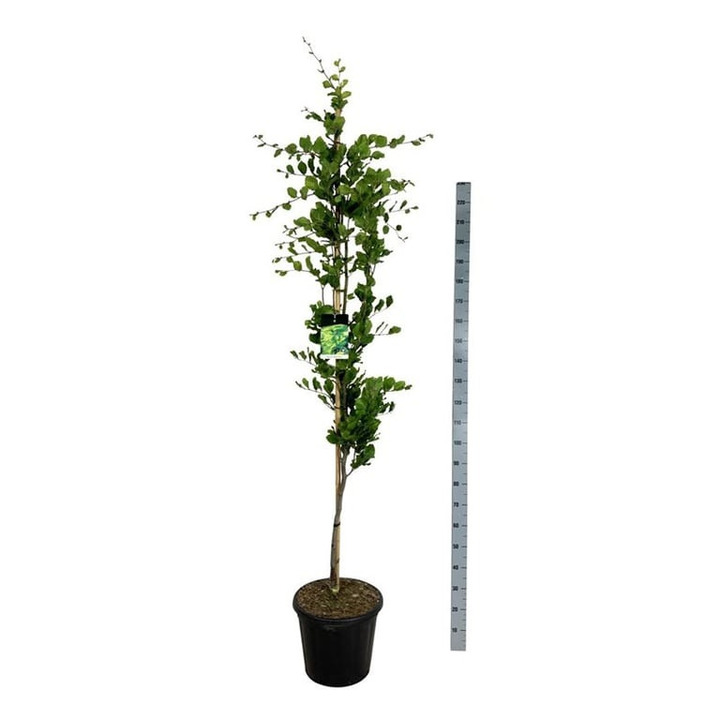 Bukas paprastasis (Lot Fagus syl.) 'Dawyck Gold' C30 175-200CM EXTRA
