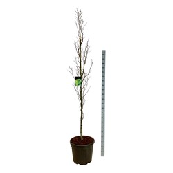 Bukas paprastasis (Lot Fagus syl.) 'Dawyck Gold' C55 225-250 CM EXTRA - nuotrauka 1