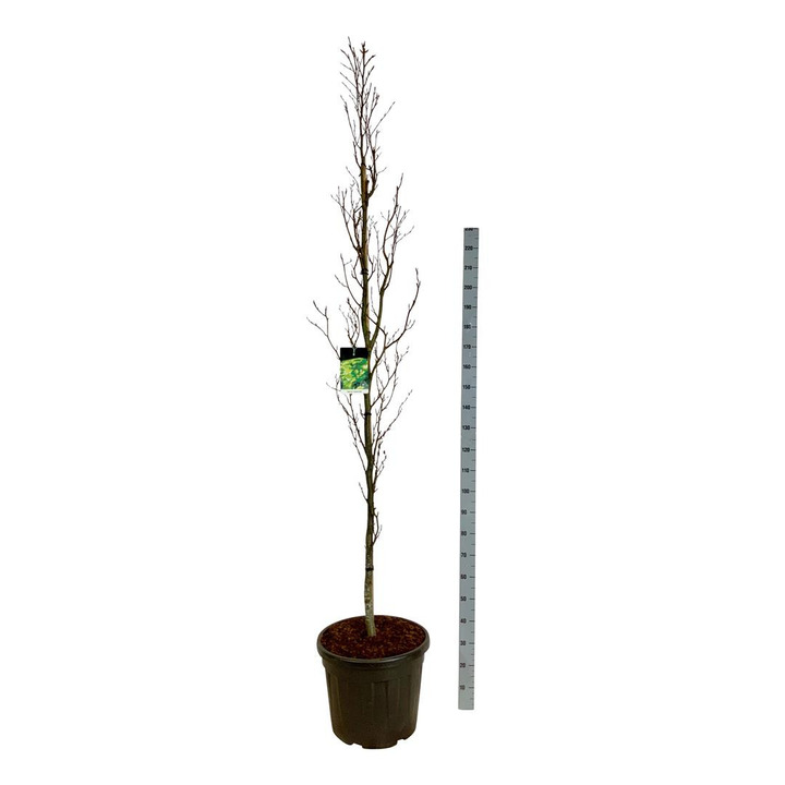 Bukas paprastasis (Lot Fagus syl.) 'Dawyck Gold' C55 225-250 CM EXTRA