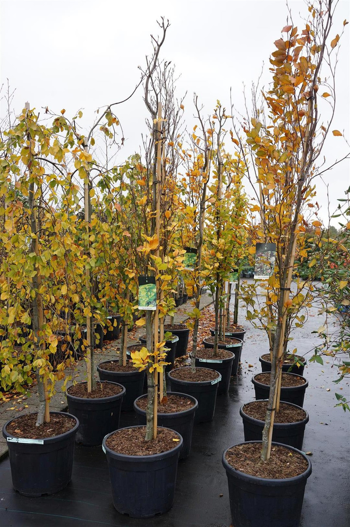 Bukas paprastasis (Lot Fagus syl.) 'Dawyck Gold' C55 225-250 CM EXTRA