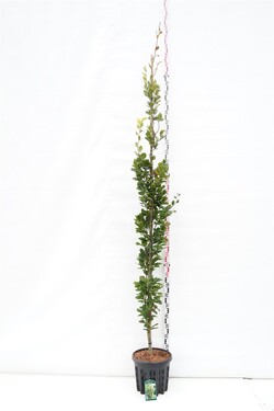 Bukas paprastasis (Lot Fagus syl.) 'Dawyck Gold' C25 KOTO APIMTIS 6-8 CM | BUKAI | MEDŽIAI