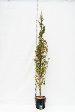 Bukas paprastasis (Lot Fagus syl.) 'Dawyck Gold' C35 KOTO APIMTIS 8-10 CM | BUKAI | MEDŽIAI