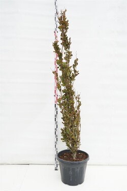 Bukas paprastasis (Lot Fagus syl.) 'Dawyck Purple' C35 175-200 CM