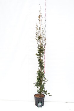 Bukas paprastasis (Lot Fagus syl.) 'Dawyck Purple' C25 KAMIENO APIMTIS 6-8 CM
