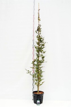 Bukas paprastasis (Lot Fagus syl.) 'Dawyck Purple' C35 KAMIENO APIMTIS 6-8 CM