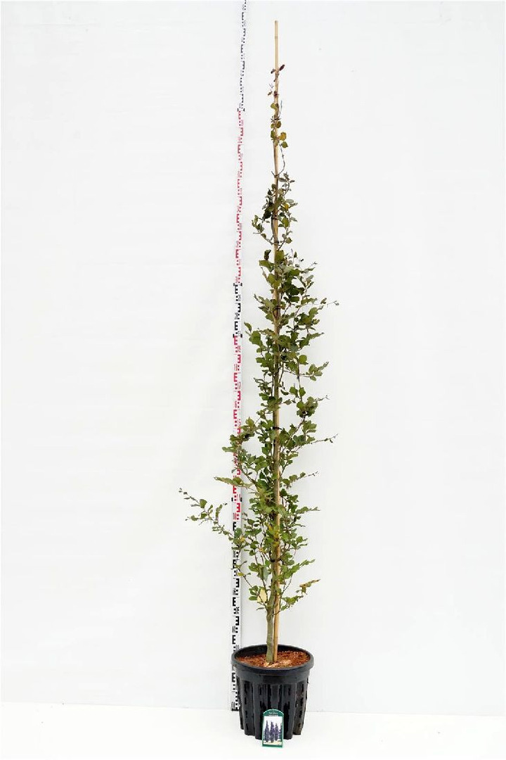 Bukas paprastasis (Lot Fagus syl.) 'Dawyck Purple' C35 KAMIENO APIMTIS 6-8 CM