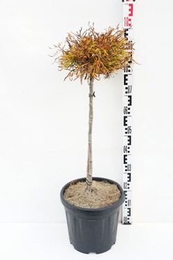 Bukas paprastasis (Lot Fagus syl.) 'Mercedes' C15 STIEBAS 60 CM - nuotrauka 1
