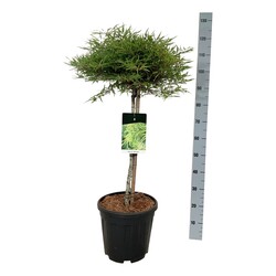 Bukas paprastasis (Lot Fagus syl.) 'Mercedes' C15 STIEBAS 60 CM - nuotrauka 2