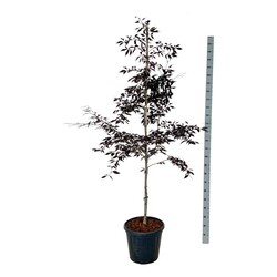 Bukas paprastasis (Lot Fagus sylv.) 'Midnight Feather' C30 175-200CM EXTRA