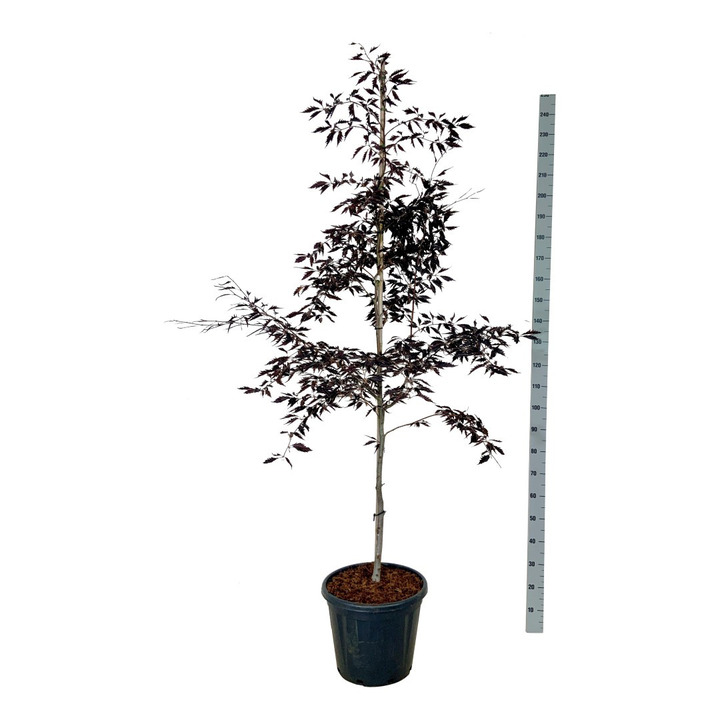 Bukas paprastasis (Lot Fagus sylv.) 'Midnight Feather' C30 175-200CM EXTRA