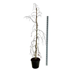 Bukas paprastasis (Lot Fagus syl.) 'Pendula' C30 175-200CM EXTRA - nuotrauka 1