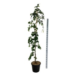 Bukas paprastasis (Lot Fagus syl.) 'Pendula' C30 175-200CM EXTRA - nuotrauka 2