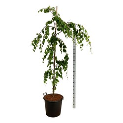 Bukas paprastasis (Lot Fagus syl.) 'Pendula' C55 150-175CM EXTRA - nuotrauka 2