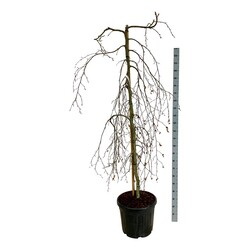 Bukas paprastasis (Lot Fagus syl.) 'Pendula' C55 175-200CM EXTRA - nuotrauka 1