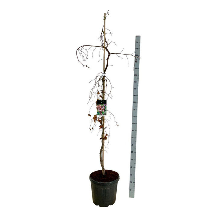 Bukas paprastasis (Lot Fagus syl.) 'Purple Fountain' C30 175-200CM EXTRA