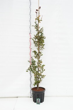 Bukas paprastasis (Lot Fagus syl.) 'Rohan Obelisk' C35 KOTO APIMTIS 6-8 CM | BUKAI | MEDŽIAI