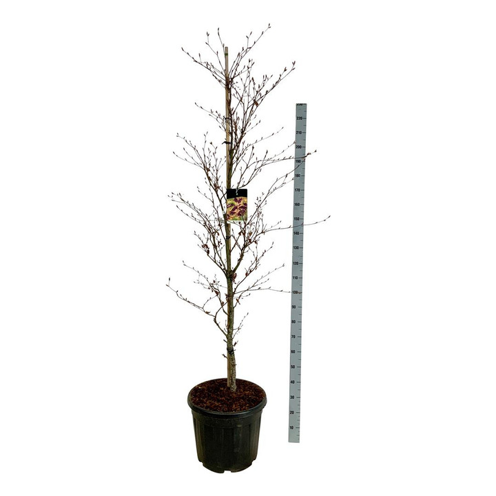 Bukas paprastasis (Lot Fagus syl.) 'Rohanii' C55 200-225 CM EXTRA