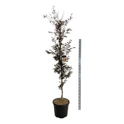 Bukas paprastasis (Lot Fagus syl.) 'Rohanii' C55 200-225 CM EXTRA - nuotrauka 2