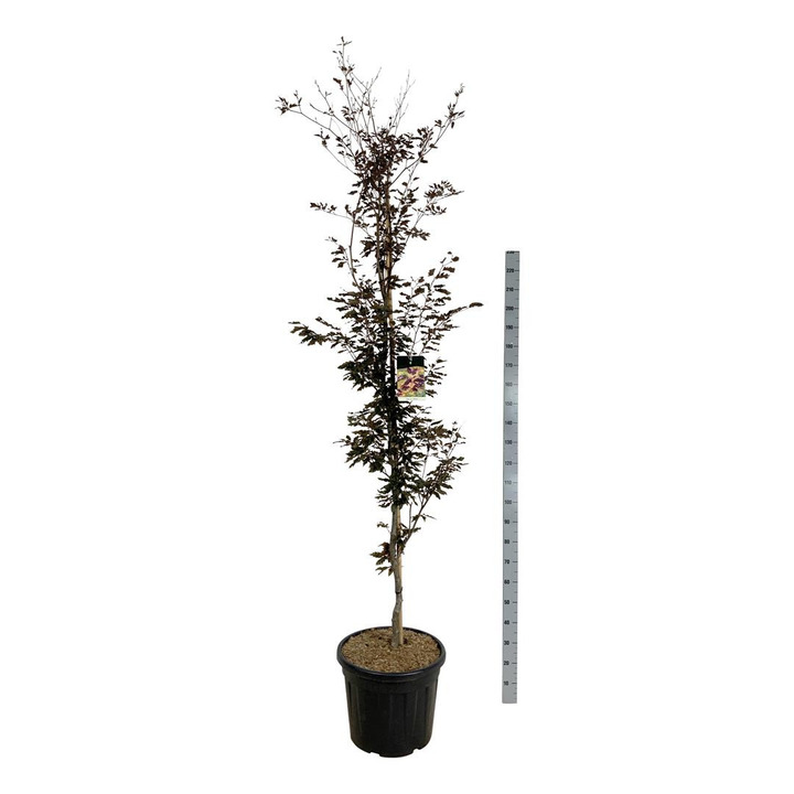 Bukas paprastasis (Lot Fagus syl.) 'Rohanii' C55 200-225 CM EXTRA