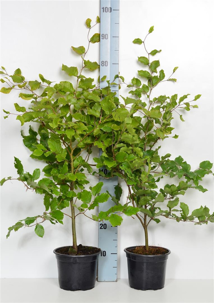 Bukas paprastasis (Lot Fagus sylvatica) C2/P17 40-60 CM | BUKAI | MEDŽIAI